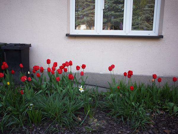 878 :: Red tulips